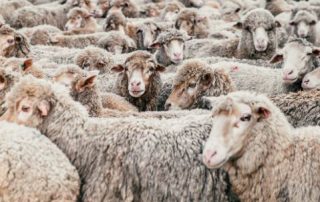 Sheep crowded in a pen