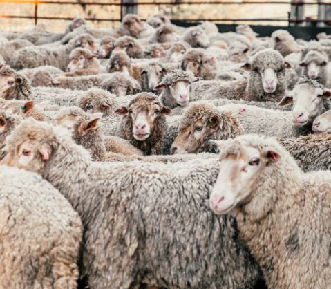 Sheep crowded in a pen